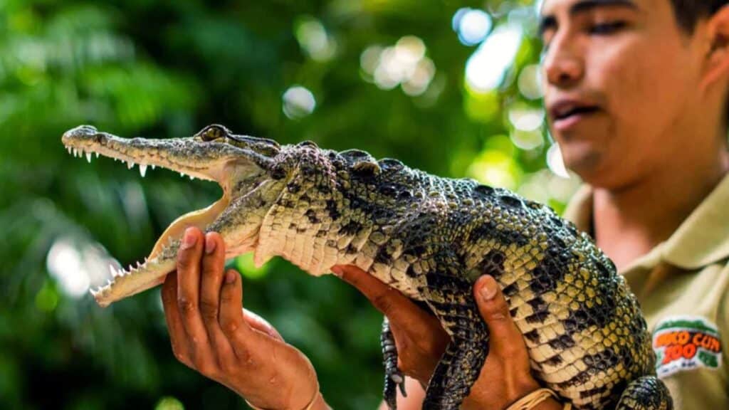 Croco Cun Zoo in Puerto Morelos