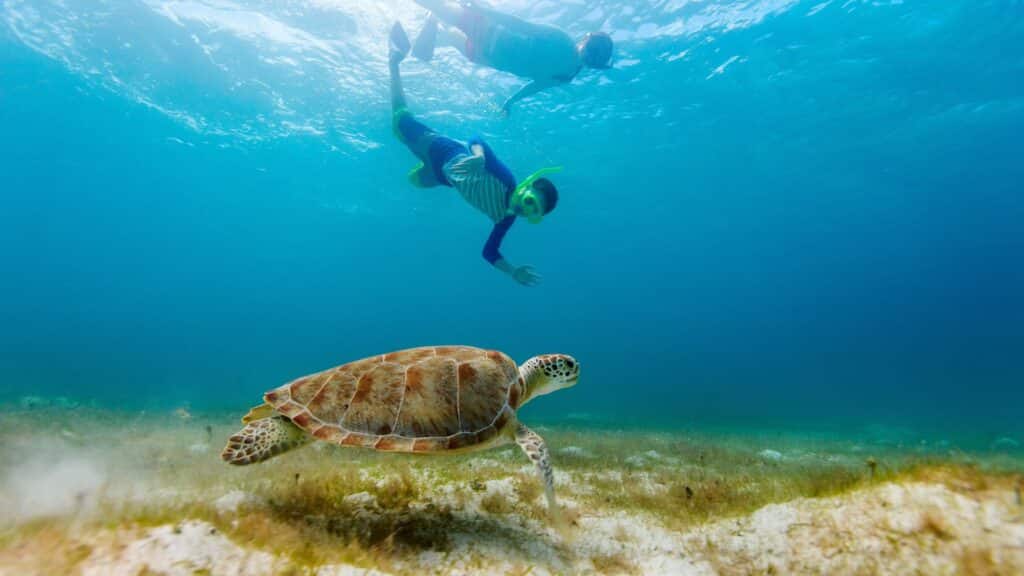 Snorkel with the turtles in Akumal